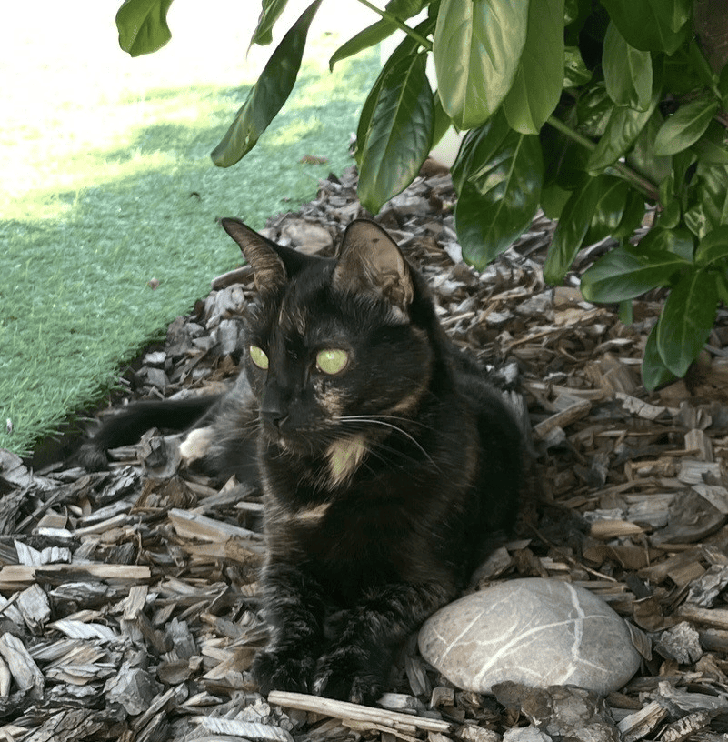 Soin énergétique animal